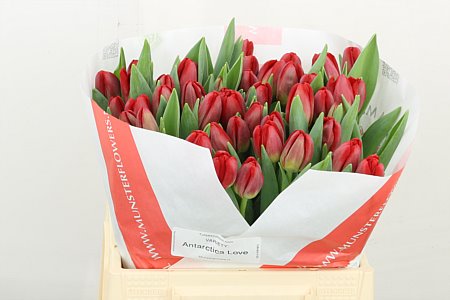 Tulip Antarctic Love 38cm