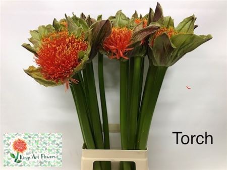 Scadoxus M Torch 80cm