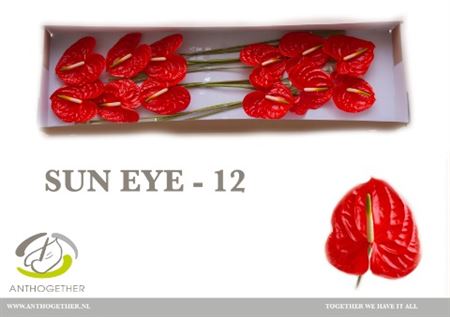 Anthurium A Sun Eye 12