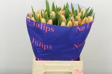 Tulip Chica Dura 45cm