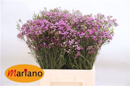 Chamelaucium (Waxflower) Un Purple Prid 80cm