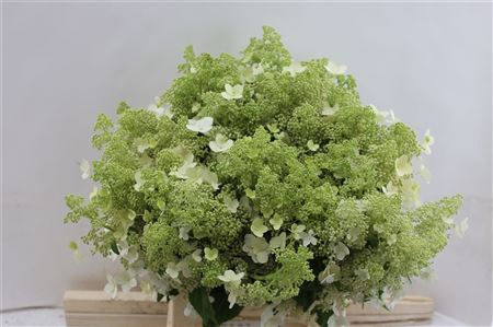 Hydrangea P 'kyushu 60-12 60cm