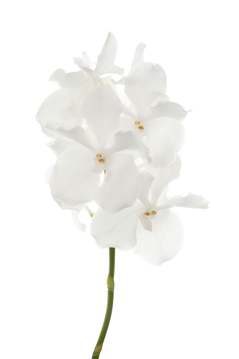 Vanda Orchid Kanchana Ansu No.1