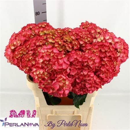 Hydrangea M My Redfury 60cm