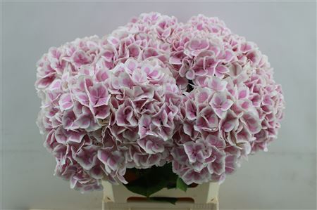 Hydrangea M Old Dutch 60cm