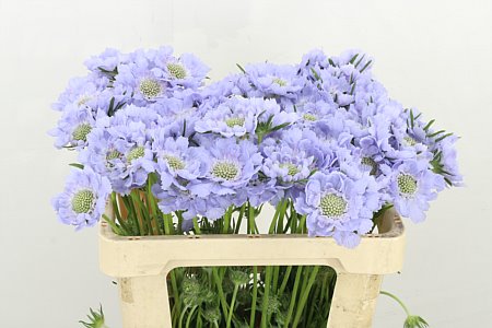 Scabious C Midsumm River 45cm