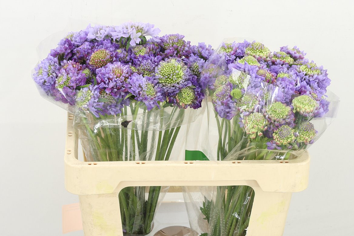 Scabious At F Scoop Lave 50cm