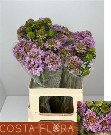 Scabious At F Scoop Lila 60cm