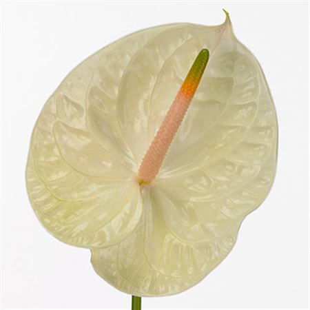 Anthurium Champagne X12 12cm