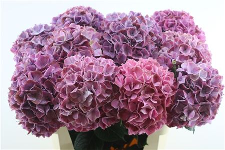 Hydrangea M Mag Swee Ruby 75cm