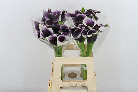 Calla Lilly Dubai Nights 60cm