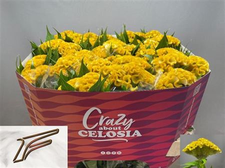 Celosia Cristata Smashing Yello 75cm