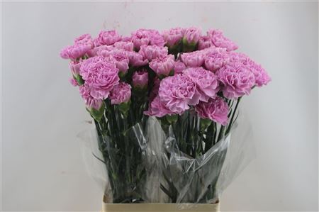 Carnation Single Clearwater 65cm