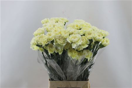 Carnation Single Wedding 65cm