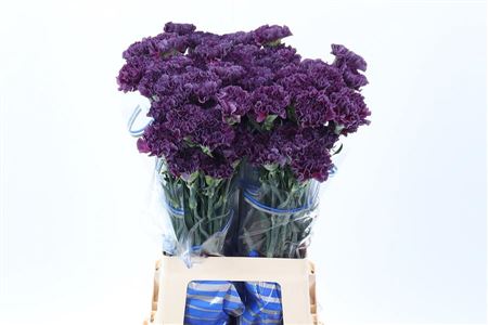 Carnation Single Cobalt Thrill/extasis 70cm