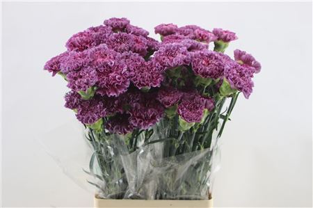 Carnation Single Winner Thrill 65cm