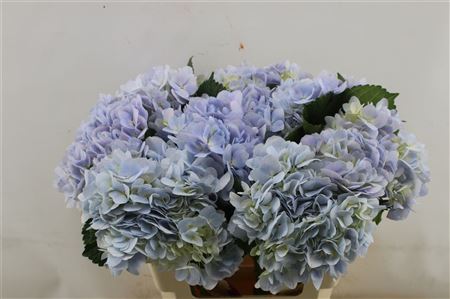 Hydrangea M Dream Bleu 65-18cm