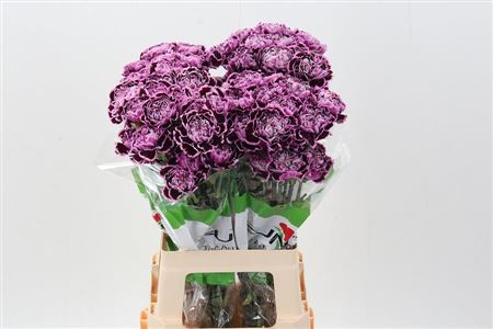 Carnation Single Nobbio Filigrana 70cm