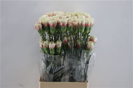 Carnation Single Merletto Salmon 65cm