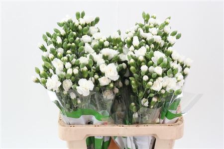 Carnation Spray Nimbus Wit Select 65cm