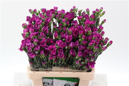 Carnation Spray Jacaranda Select 65cm