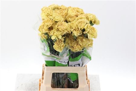 Carnation Single Mustard 70cm