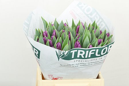 Tulip French San Luiz 40cm