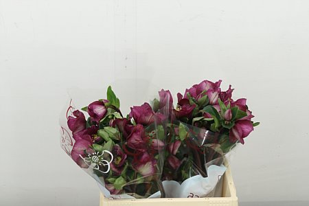 Hellebores Aar Sara Red 40cm