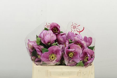 Hellebores Aar Bella Pink 35cm