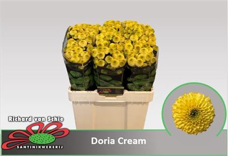 Chrysnth Santini Aaa Doria Cream 55cm