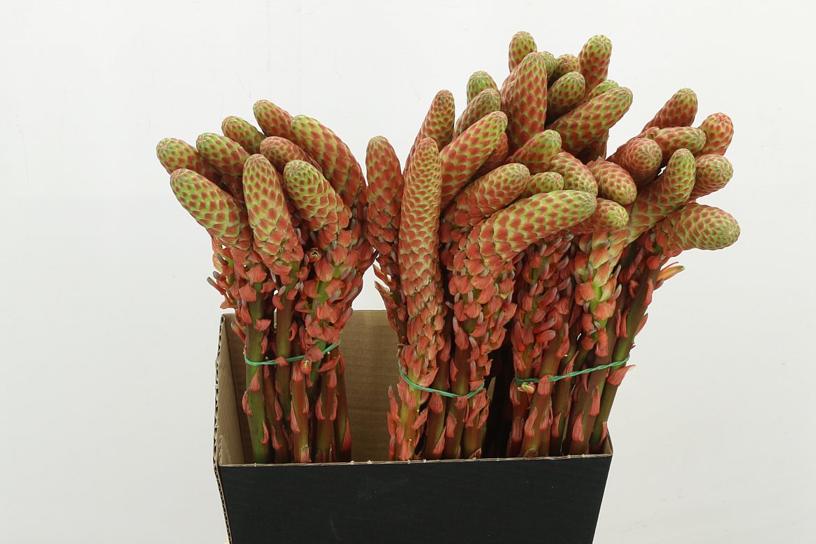 Aloe Arborescens 60cm
