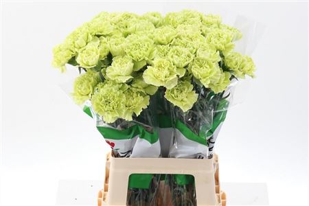 Carnation Single Marty/ Donker Groen 70cm