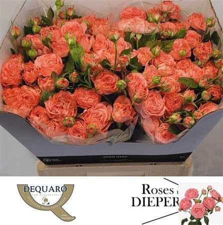 Rose Spray Femke 60cm