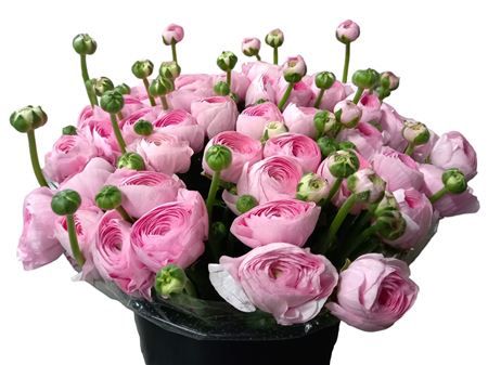 Ranunculus Clooney Lady Xl 45cm