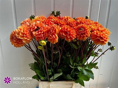 Dahlia Pom Orange 50cm