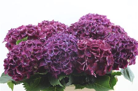 Hydrangea M Amour Purple 60cm