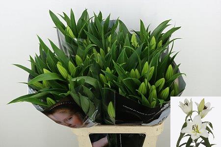 Lily Oriental Sempione 90cm