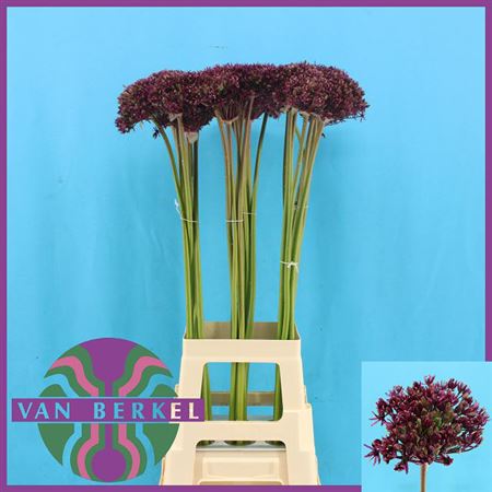 Allium Cherry Purple 80cm