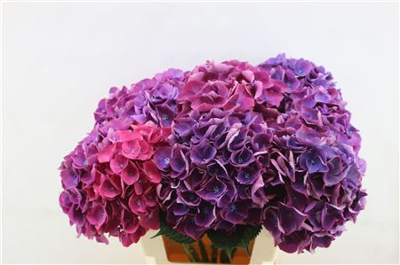 Hydrangea M Roy Opera 60cm