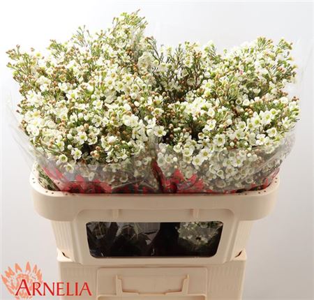 Chamelaucium (Waxflower) Dawn Pearl 55cm