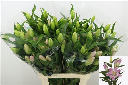 Lily Oriental Du Aubisque 110cm