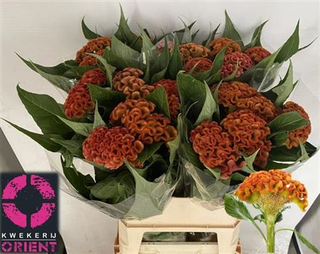 Celosia Cristata Sunshi Reggae 90cm