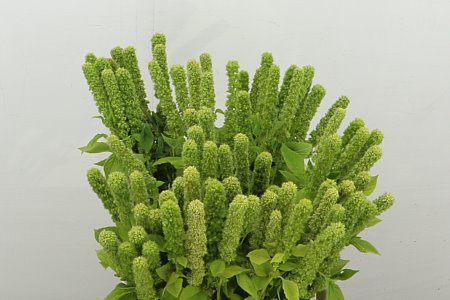 Amaranthus Cr Q Green Towe 70cm