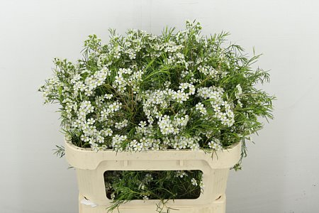 Chamelaucium (Waxflower) Grace 70cm