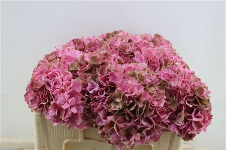 Hydrangea M Sw Ruby Cl 50-20 50cm