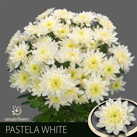 Chrysnth Spry Pastela White 70cm