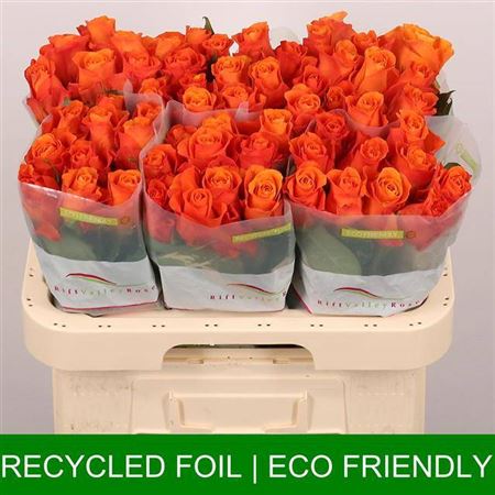 Rose Orange Wave 60cm