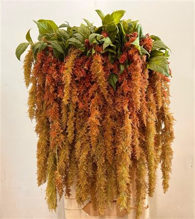 Amaranthus Ca Brown Spider 75cm