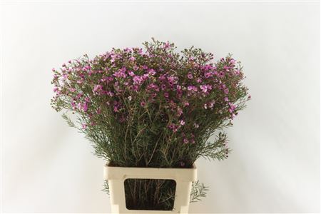 Chamelaucium (Waxflower) Grand Jupiter 55cm