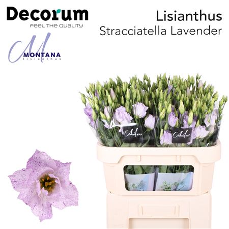 Eustoma/Lisianthus Double Stracciate Lavender 70cm